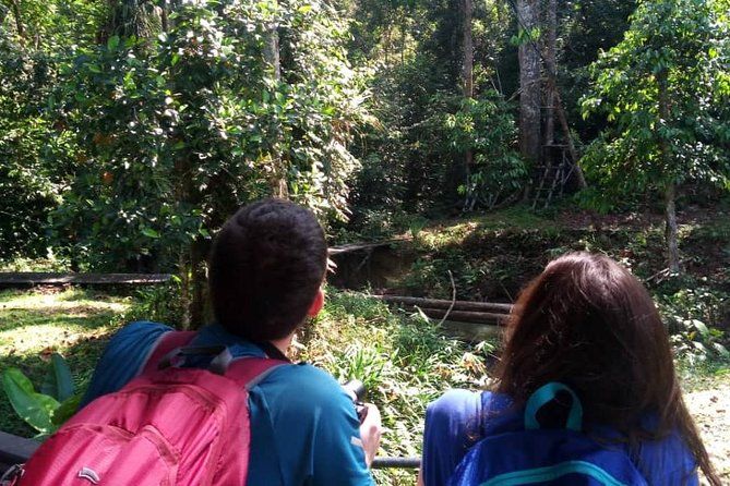 Imagen del tour: Centro de orangután de Semenggoh y granja de cocodrilos de Jong