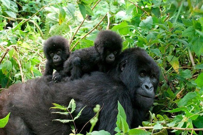 Imagen del tour: 3 días de senderismo a Bwindi para ver gorilas