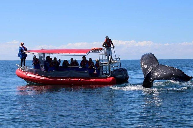 Imagen del tour: Crucero de observación de ballenas Byron Bay