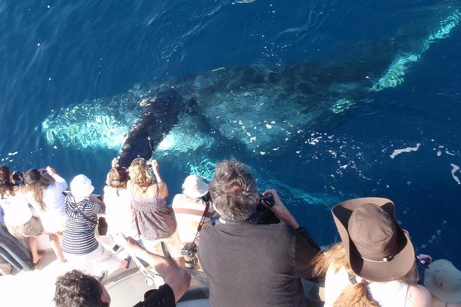 Imagen del tour: Crucero para avistar ballenas y delfines en Newport Beach