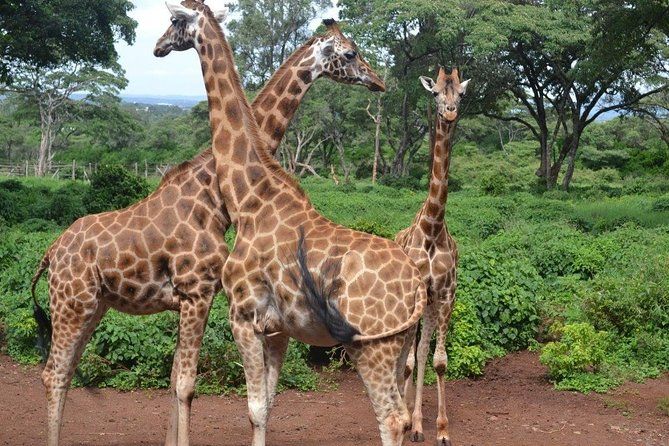 Imagen del tour: Recorrido de un día: centro de jirafas, elefantes huérfanos y Parque Nacional de Nairobi