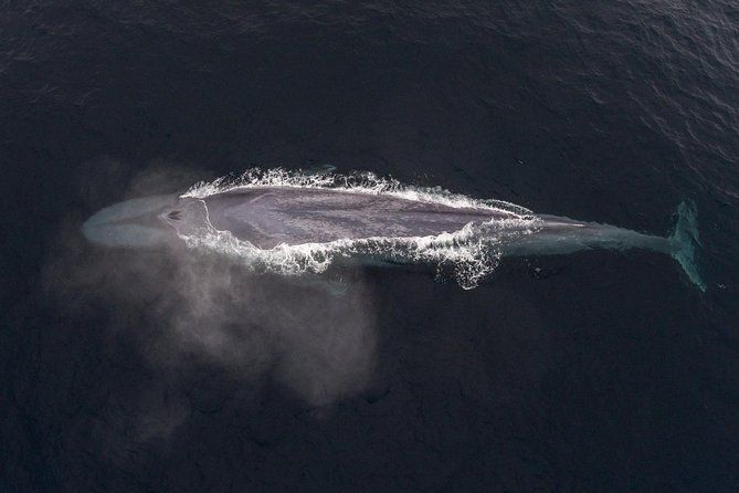 Imagen del tour: Excursión de medio día con avistamiento de ballenas y salida desde Monterrey