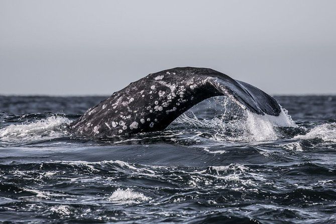Imagen del tour: Excursión de avistamiento de ballenas en invierno de 3 horas en la Bahía de Monterrey, California