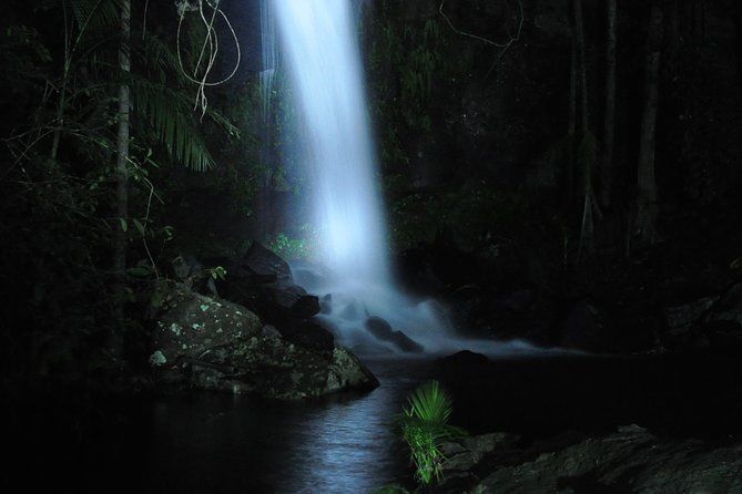 Imagen del tour: Recorrido nocturno en 4x4 en el bosque del parque nacional de Mt Tamborine y luciérnagas