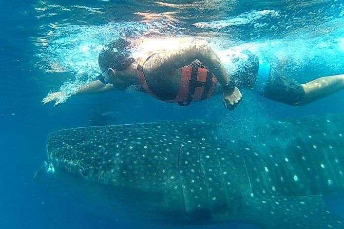 Imagen del tour: Nadar con tiburones ballena en Cancún