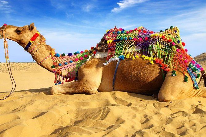 Imagen del tour: Experimente el Festival de la Feria Pushkar Camel con Transporte y Guía solamente