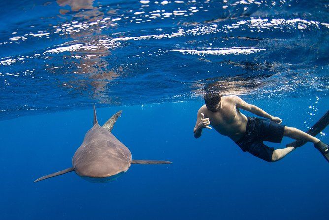 Imagen del tour: Snorkel o Nadar con Tiburones en Cabo San Lucas