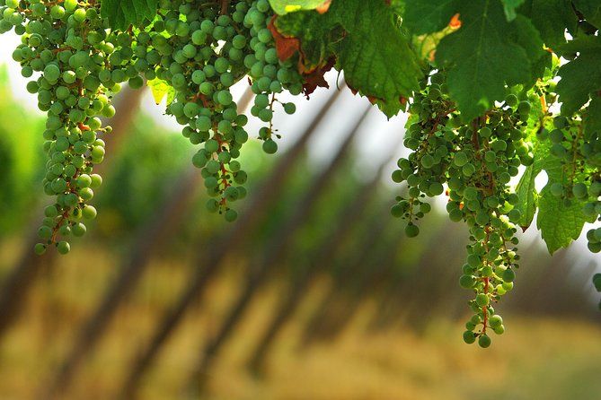 Imagen del tour: Tour de Degustación de Franciacorta y Compras desde Bérgamo