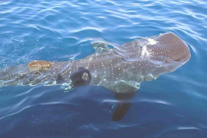 Imagen del tour: Aventura para grupos con tiburones ballena desde Isla Holbox