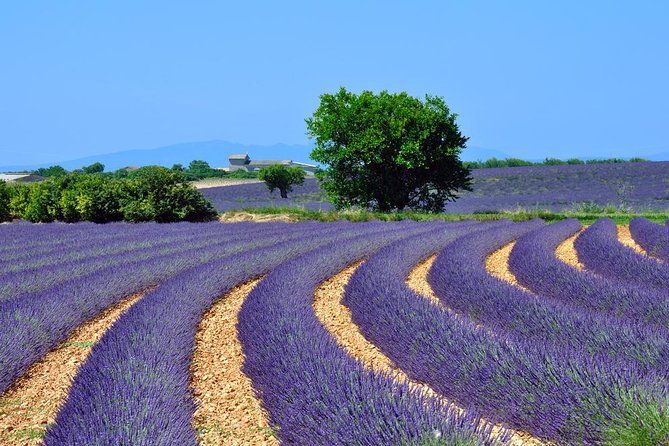 Imagen del tour: Excursión a los campos de lavanda de Provenza en Valensole desde Marsella