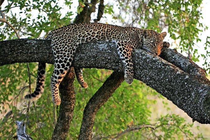 Imagen del tour: Safari nocturno en Singapur con cena bufé opcional