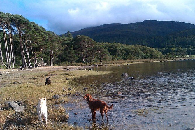 Imagen del tour: Recorrido guiado a pie por el Parque Nacional de Killarney