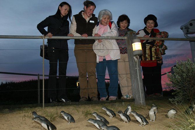 Imagen del tour: Recorrido premium por el desfile de pingüinos de Phillip Island con la reserva de conservación de koalas