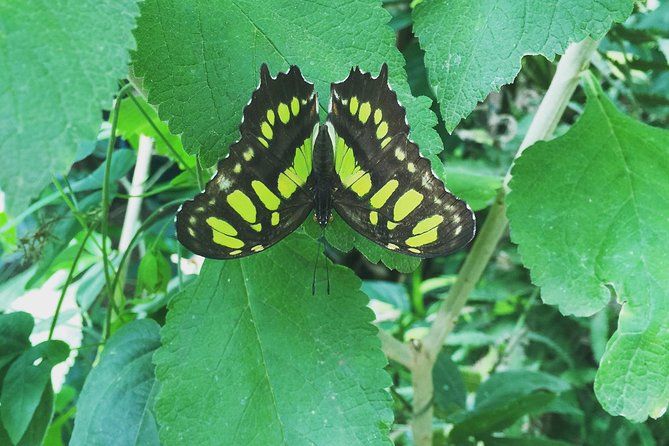 Imagen del tour: Excursión por Monteverde Butterfly Gardens.