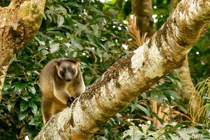 Imagen del tour: Blue Adventures Safari privado por la vida silvestre y la selva tropical Port Douglas