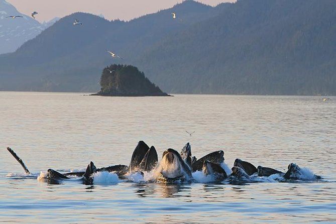 Imagen del tour: Expedición de avistamiento de ballenas Premier Juneau
