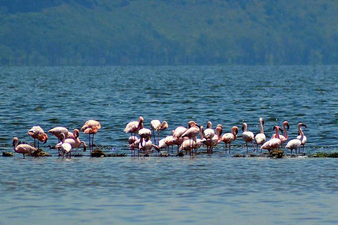 Imagen del tour: Excursión de un día al parque del lago Nakuru con paseo en bote opcional en el lago Naivasha