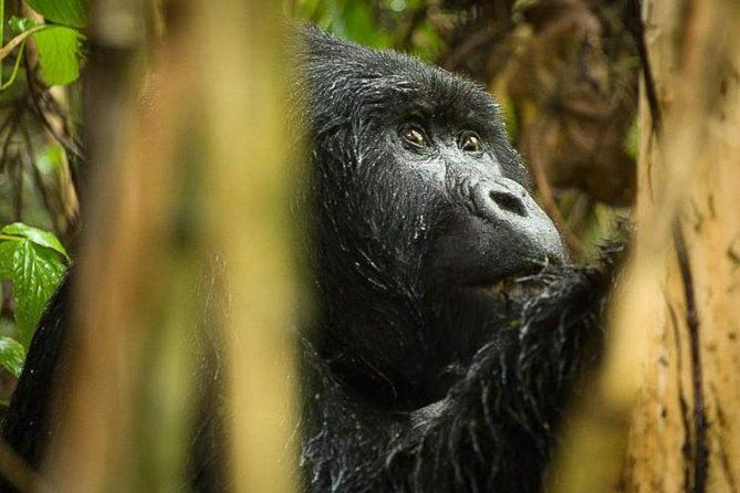Imagen del tour: Excursión de 3 días a Uganda - Gorilla Trekking Bwindi Forest