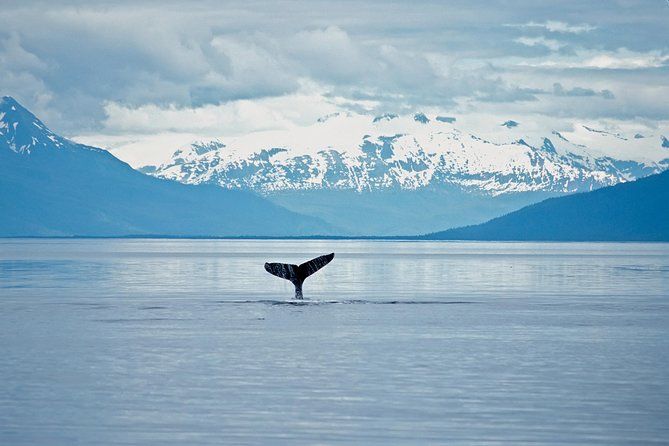 Imagen del tour: Avistamiento de ballenas de la fauna de Juneau