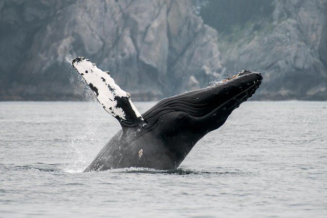 Imagen del tour: Observación de ballenas en la vida silvestre de Juneau y Glaciar Mendenhall