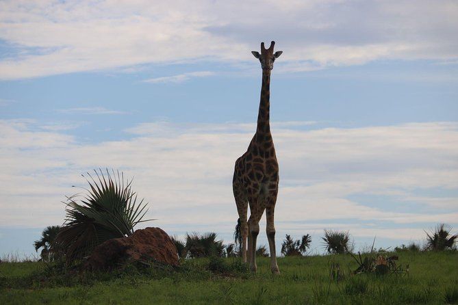 Imagen del tour: 3 días y 2 noches Safari en el Parque Nacional de Murchison Falls