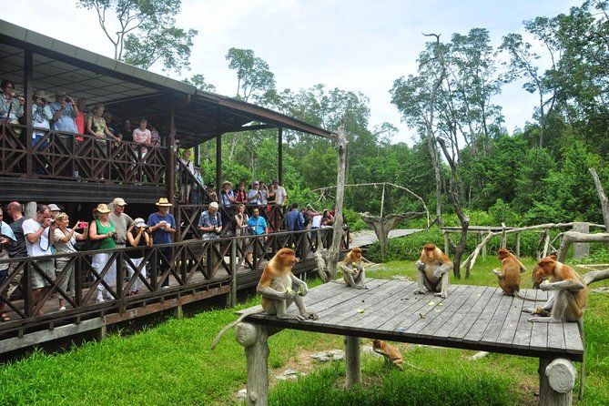 Imagen del tour: Boleto de admisión del santuario de monos de Labuk Bay Probóscide