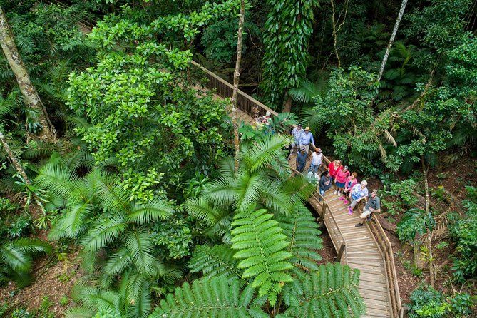 Imagen del tour: Tour para grupos pequeños por Cape Tribulation, crucero por el río Daintree y senderismo en Bloomfield