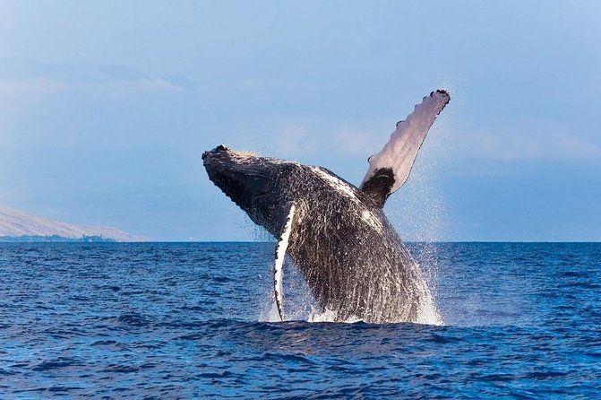 Imagen del tour: Aventura en zodiac para avistamiento de ballenas