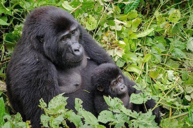 Imagen del tour: Experiencia de seguimiento de gorilas y cultura batwa
