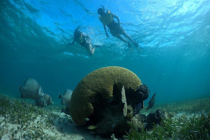 Imagen del tour: Excursión de buceo de superficie por arrecifes y restos de naufragios en Cancún