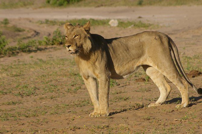 Imagen del tour: Safari de día completo en el Parque Nacional Chobe (Botswana)