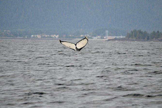 Imagen del tour: Sitka Super Saver: Crucero de observación de ballenas y visita turística por la ciudad