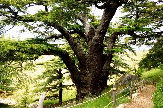 Imagen del tour: Bcharre - Valle de Qadisha y bosque de cedros de Beirut