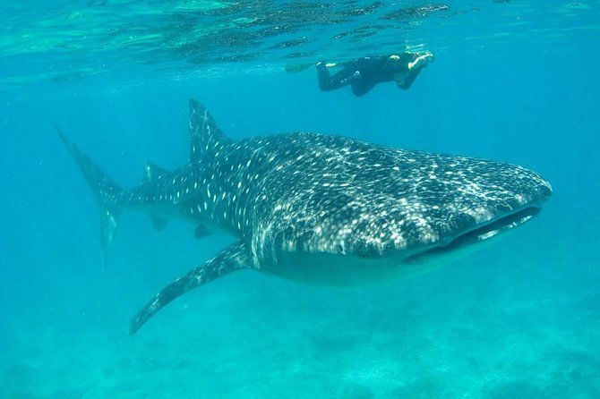 Imagen del tour: Aventura de tiburón ballena y snorkel desde Isla Holbox