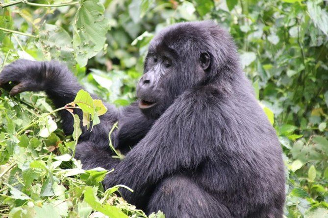 Imagen del tour: Excursión de 3 días a Kalinzu Chimp Trek y Uganda Gorilla Tour