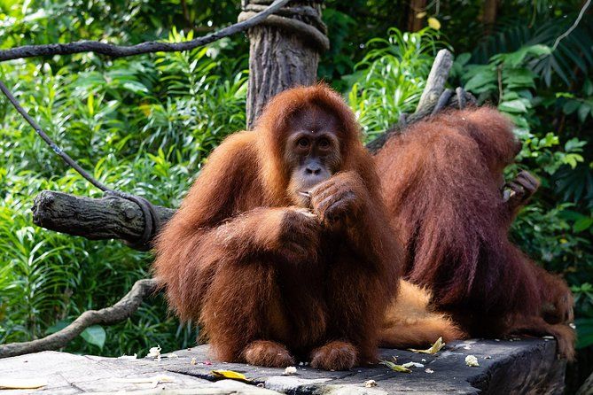 Imagen del tour: Zoo de Singapur con traslado y desayuno opcional con orangutanes