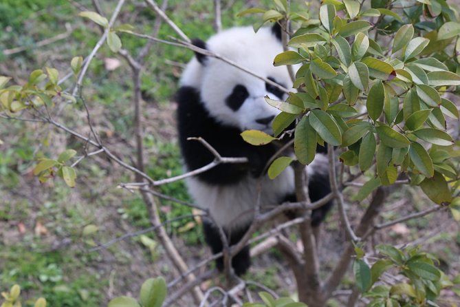 Imagen del tour: Excursión privada de un día al Centro de Pandas de Dujiangyan, incluye opción de cargar al panda.