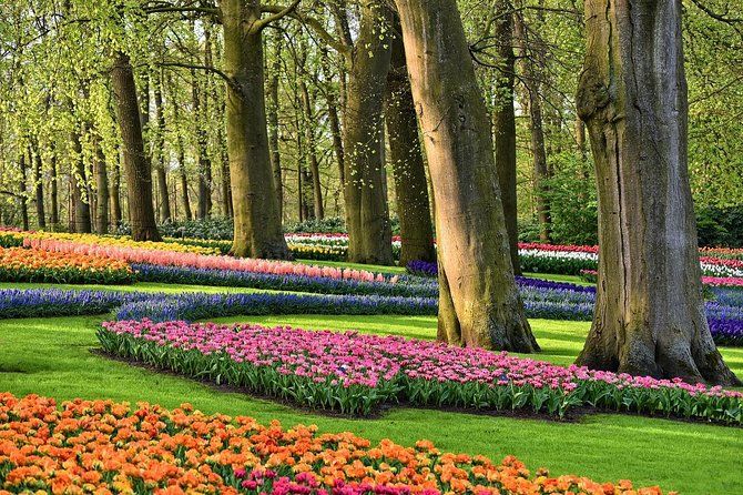 Imagen del tour: Jardines de Keukenhof y servicio de coche de tulipanes incl. entradas desde Ámsterdam