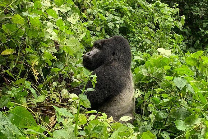 Imagen del tour: Excursión de 5 días a gorilas, vida salvaje y chimpancés del bosque de Kalinzu