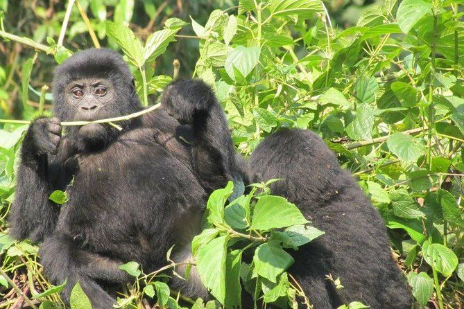 Imagen del tour: Safari de trekking de gorilas de 2 días en Uganda a través de Kigali