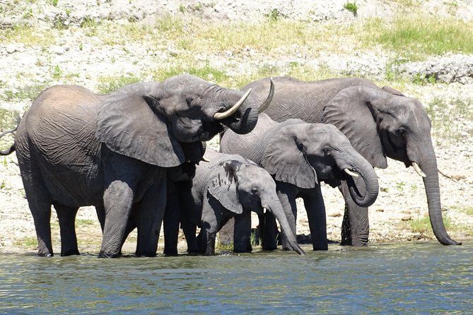 Imagen del tour: Chobe Safari Experience Day Trip
