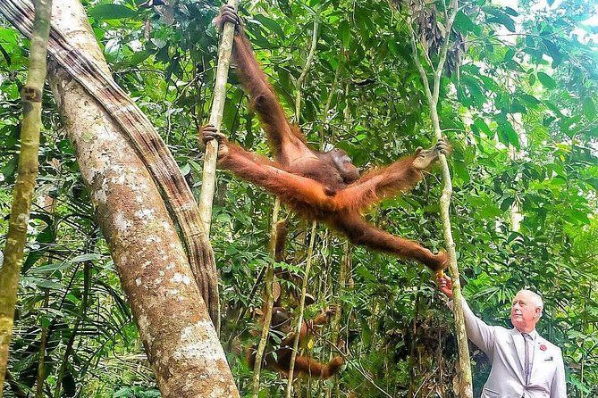 Imagen del tour: Maravillosa criatura orangután: recorrido por el centro de vida silvestre de Sarawak Semenggoh
