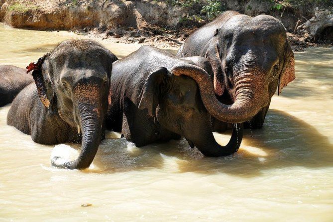 Imagen del tour: 3 Experiencias: Doi Inthanon Tour, Elephant Sanctuary, Trekking Trail