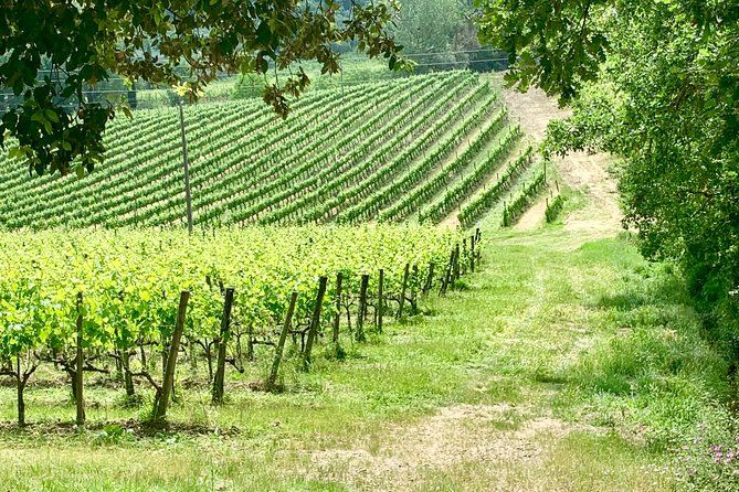 Imagen del tour: Senderismo por Montalcino con degustación de vinos y comida típica.