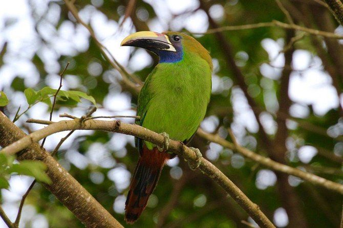Imagen del tour: Reserva de Monteverde Birding tour con Esteban visitas guiadas diarias