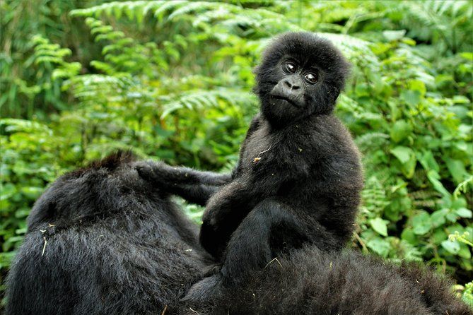 Imagen del tour: 2 días de caminata de gorilas en Uganda