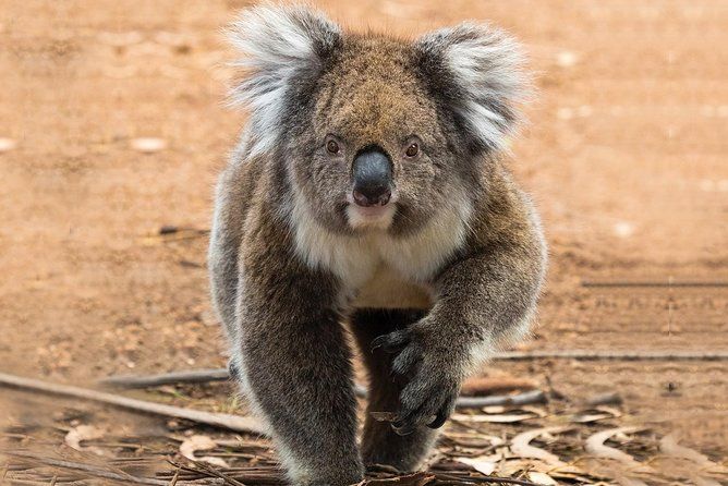 Imagen del tour: Visita guiada a la ecología de Koala Walk y Bushfire