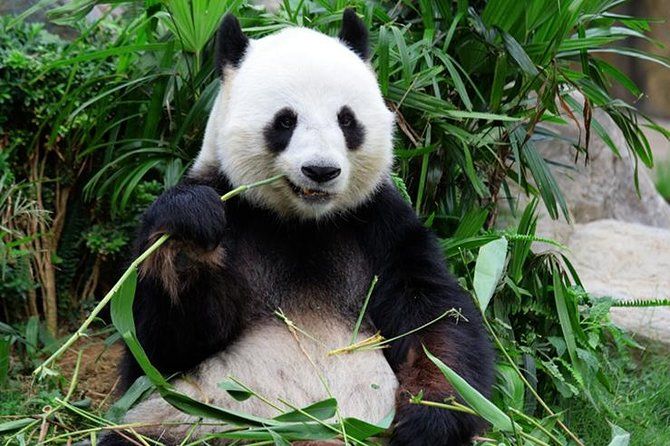 Imagen del tour: Excursión privada de un día a Chongqing: Panda, Parque E'ling, Museo de las Tres Gargantas