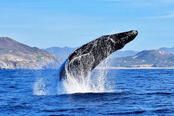 Imagen del tour: Excursión de avistamiento de ballenas en grupo en Los Cabos: incluye fotos GRATIS y garantía de avistamiento de ballenas