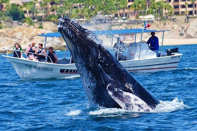 Imagen del tour: Tour de avistamiento de ballenas con fotos gratuitas y avistamientos garantizados